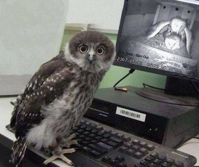 Content Image