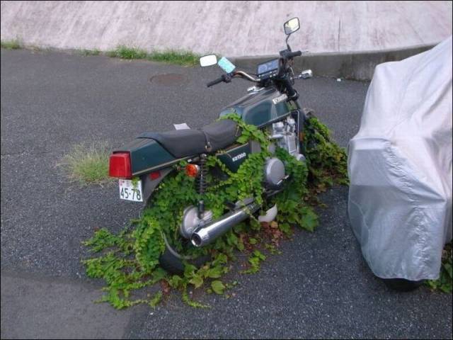 Content Image