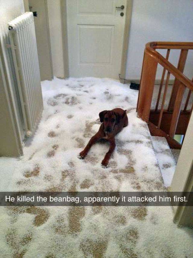 Daily Picdump