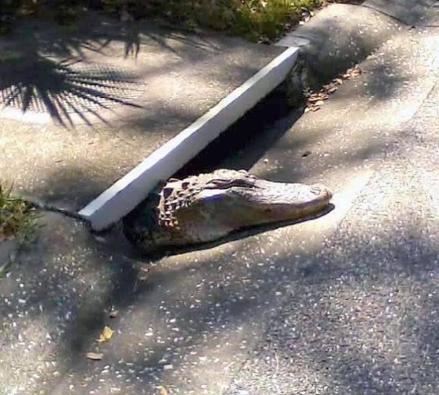 Content Image