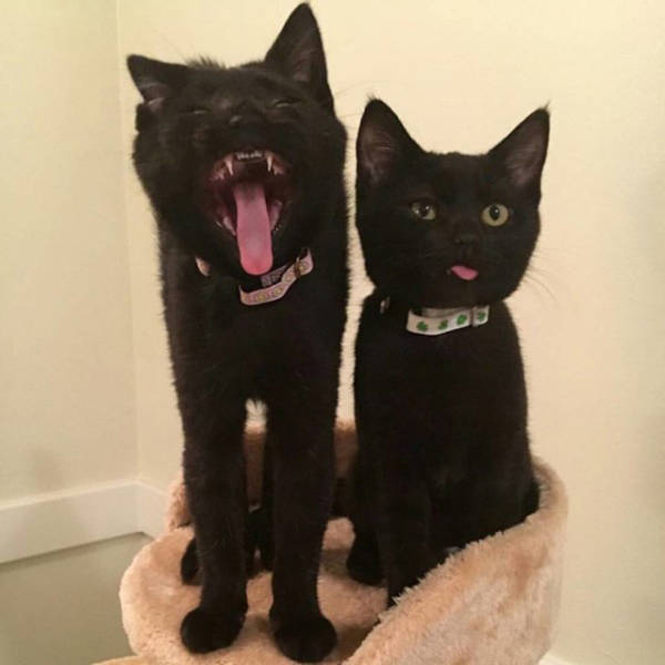 Morning Picdump