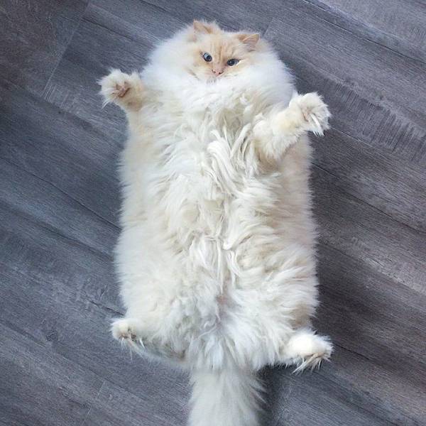 Content Image