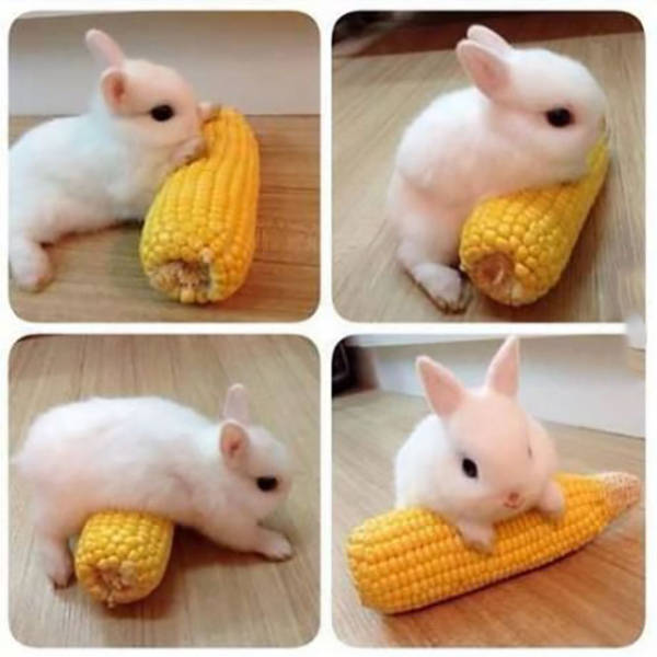 Content Image