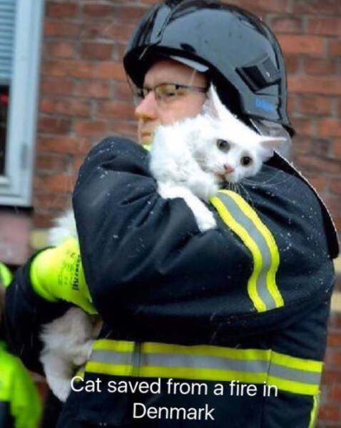 Cats Rescued In Denmark Compared To Cats Rescued In Russia