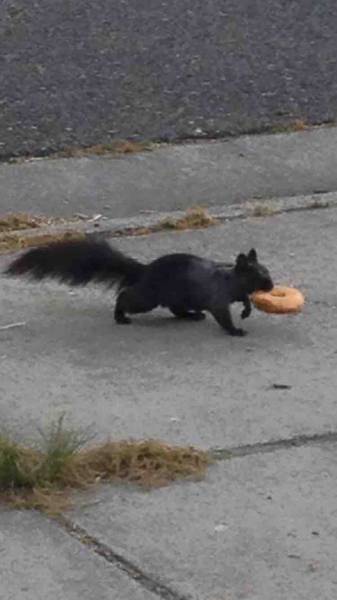 Content Image
