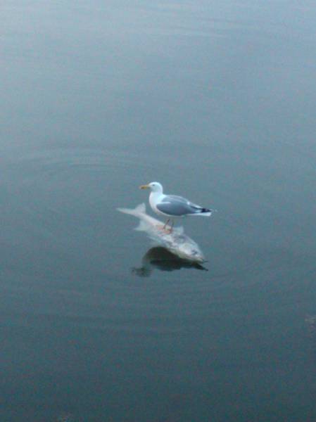 Morning Picdump