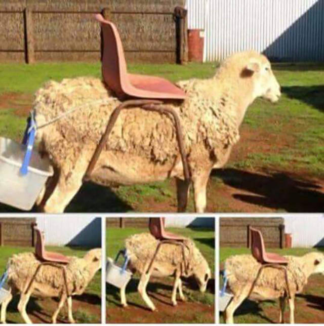 Morning Picdump