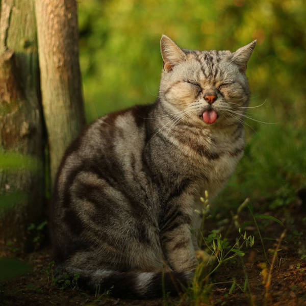 Cute Stray Cats Of Tokyo