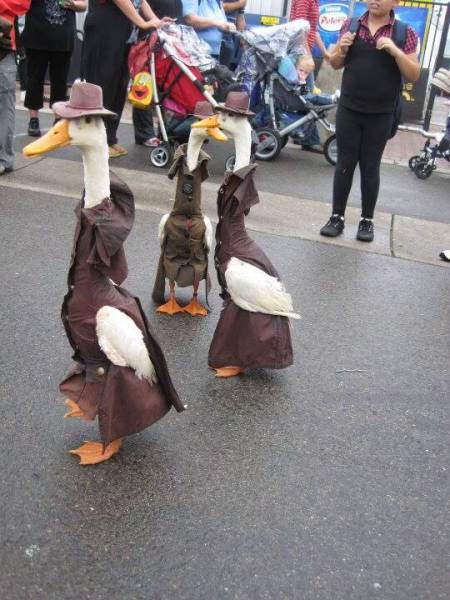 Content Image