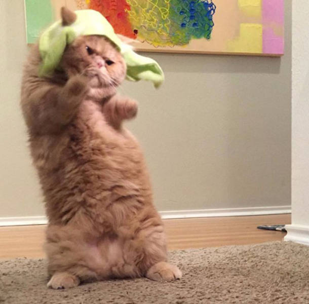 Morning Picdump
