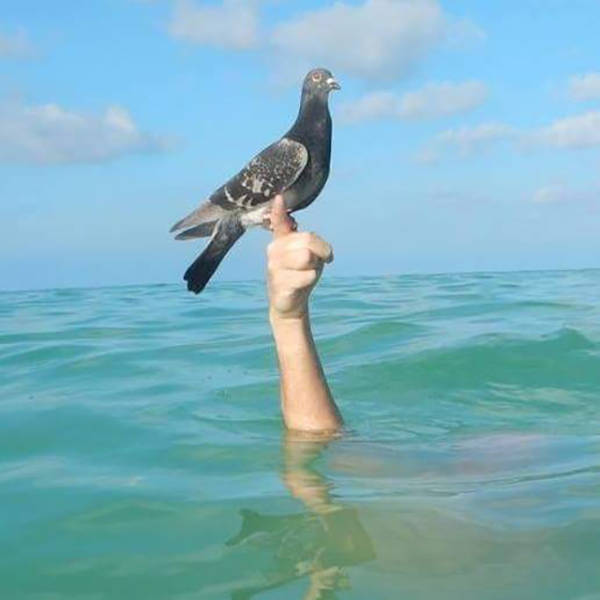 Content Image