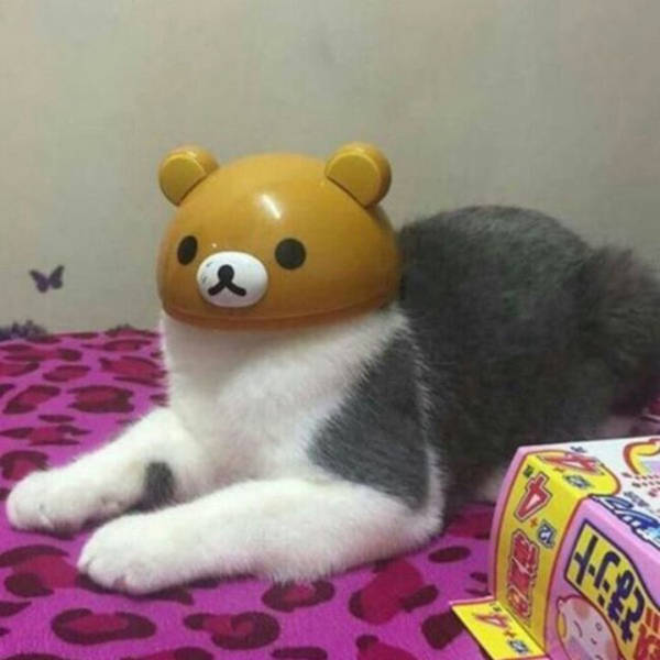 Content Image