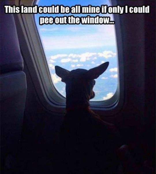 Daily Picdump