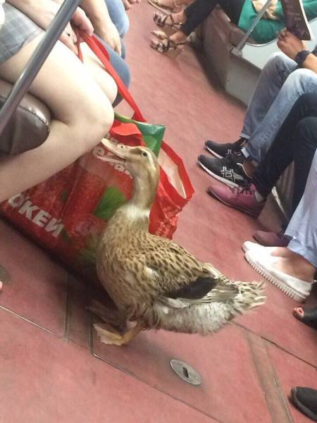 Content Image