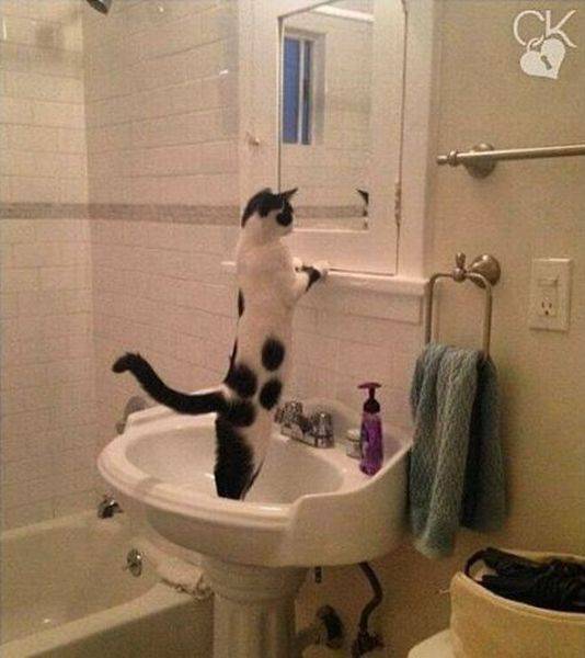 Content Image