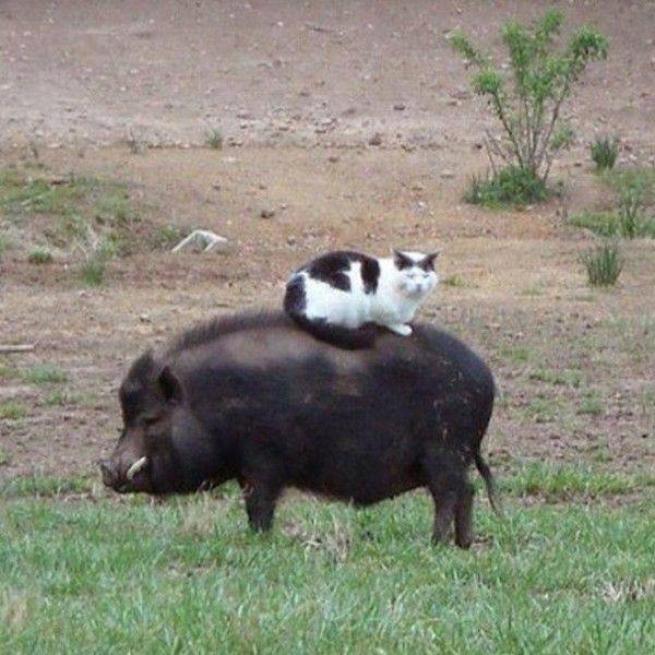 Content Image