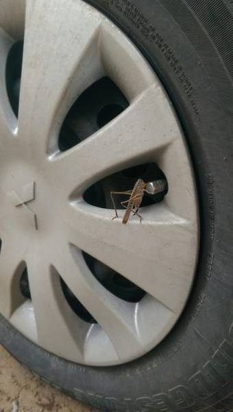 Morning Picdump