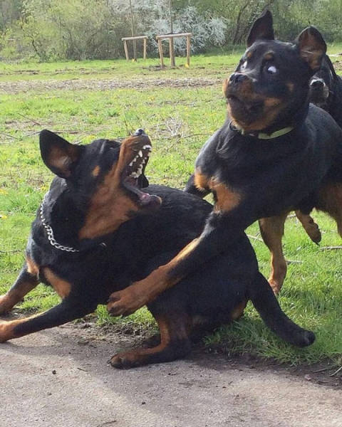 Content Image