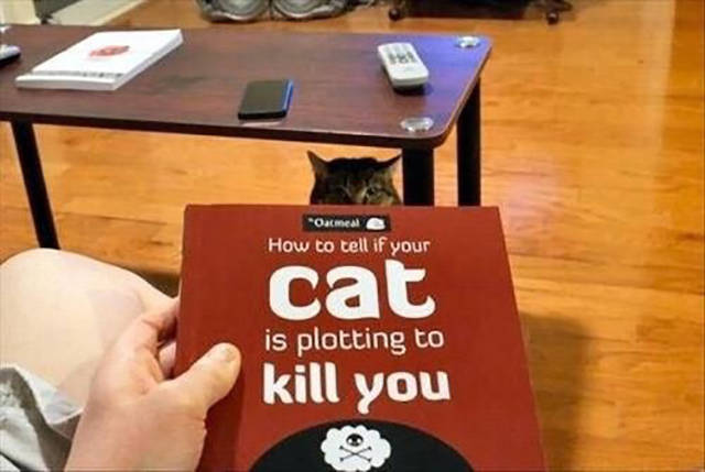 Content Image