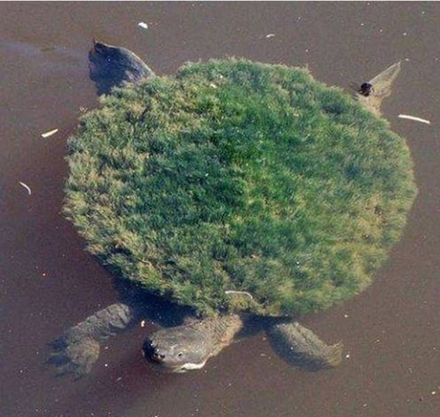 Content Image