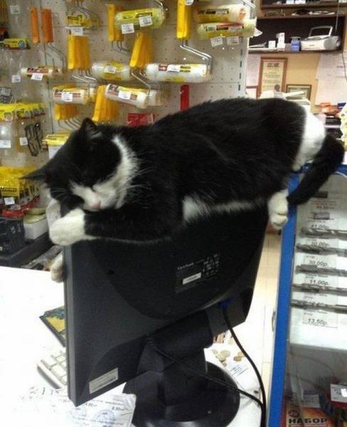Daily Picdump