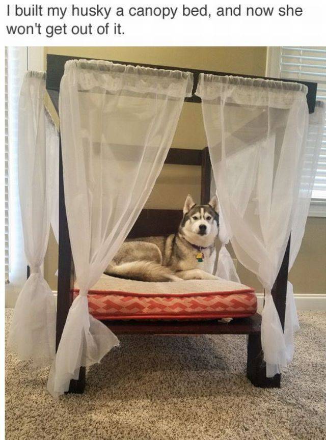 Content Image