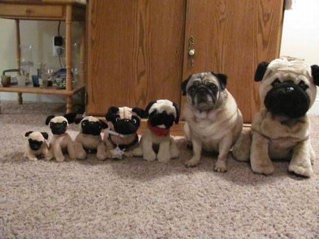 Content Image