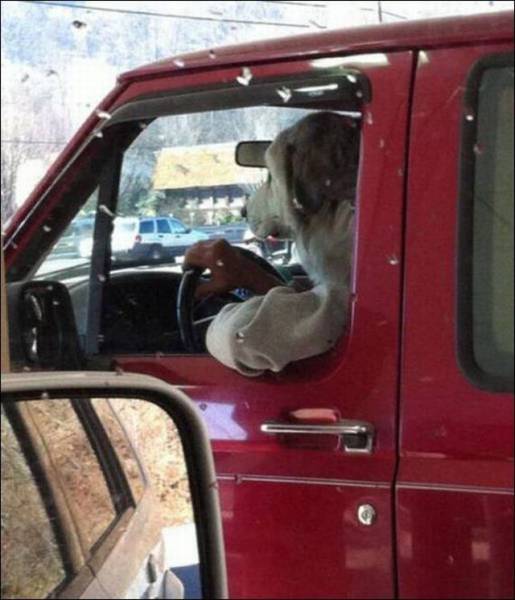 Content Image