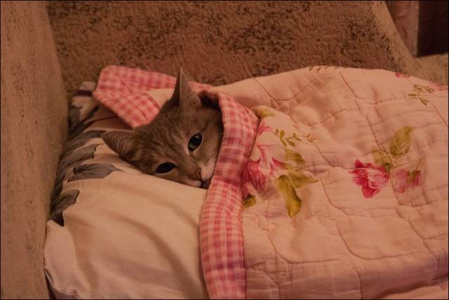 Content Image