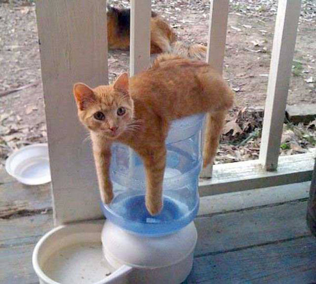 Morning Picdump