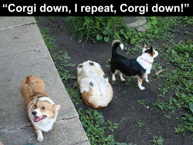 Memes to Amuse Your Tired Mind