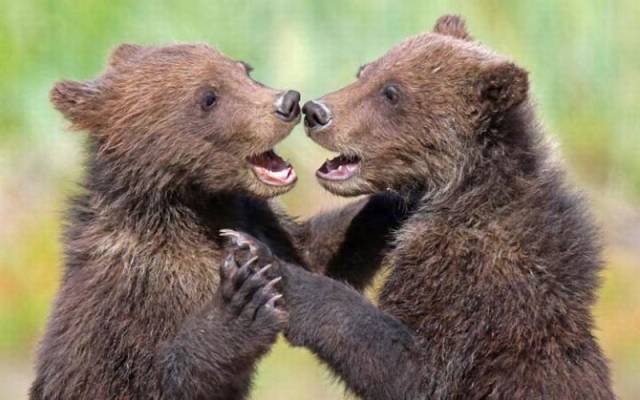 Daily Picdump