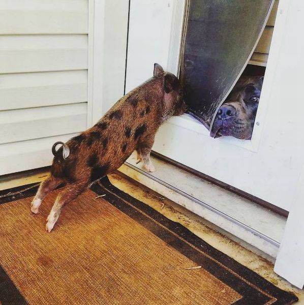 Content Image
