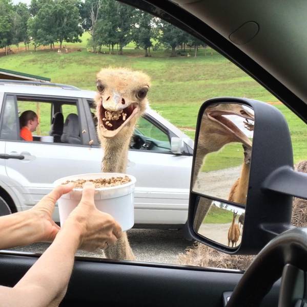 Content Image