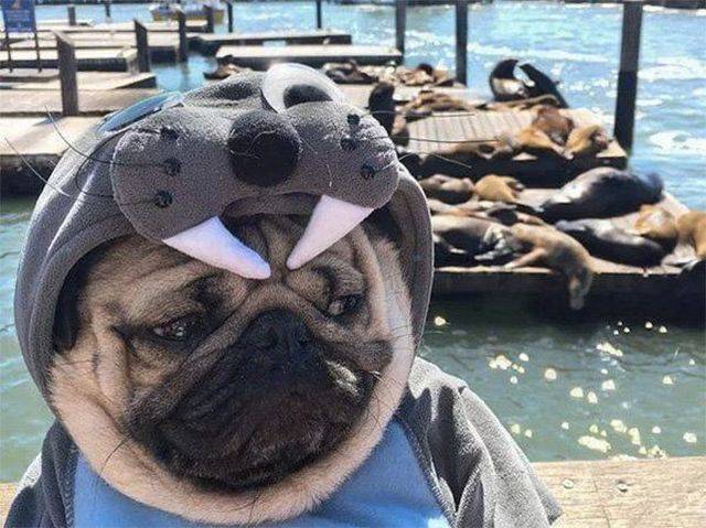 Content Image