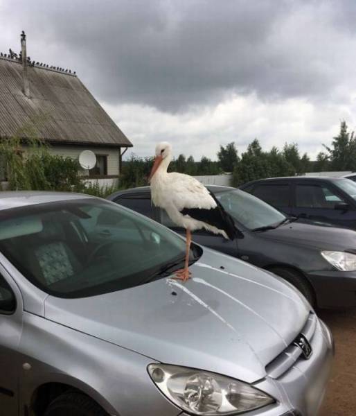 Content Image