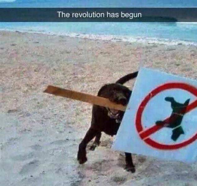 Content Image