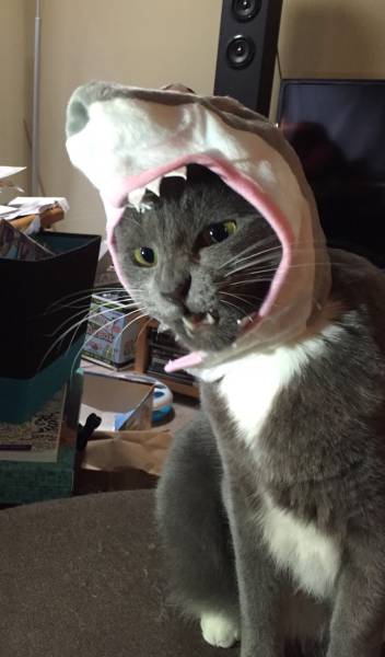 Content Image