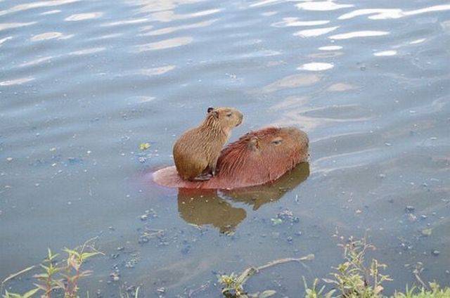 Daily Picdump