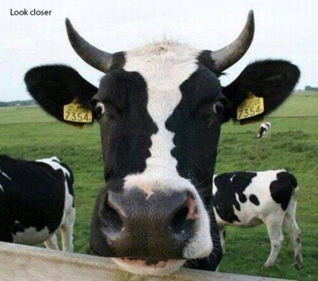 Daily Picdump