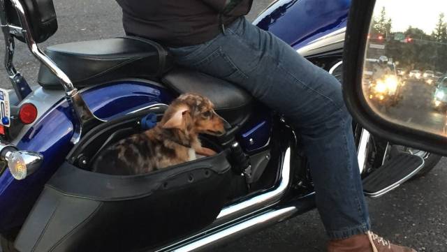 Daily Picdump