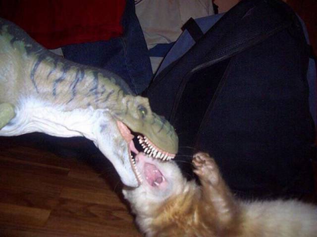 Daily Picdump