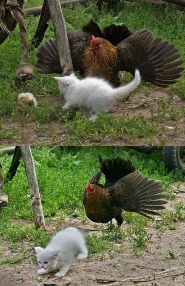 Content Image