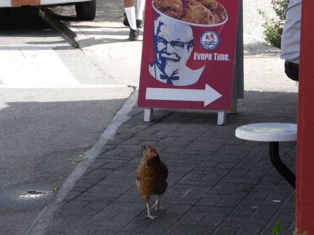 Daily Picdump