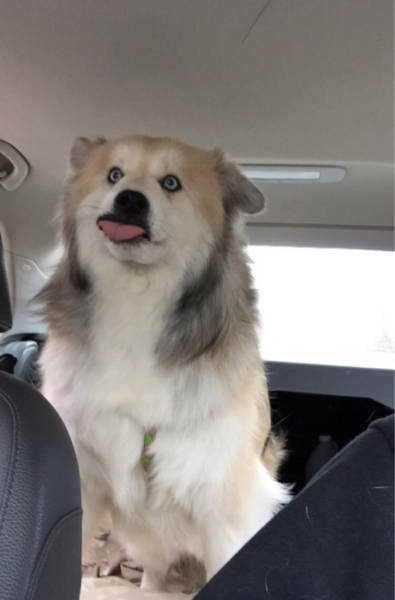 Content Image