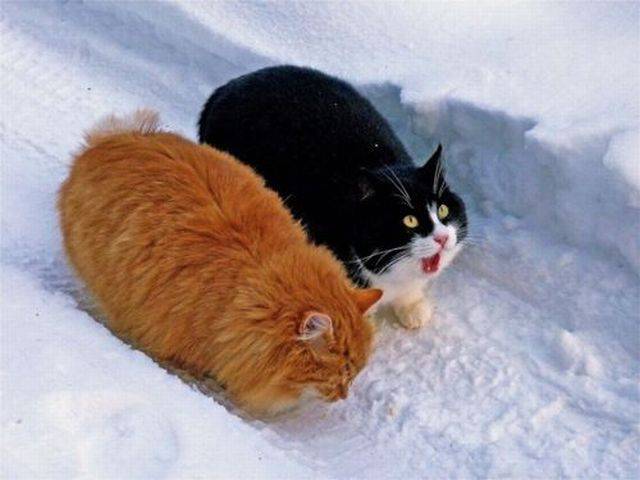 Daily Picdump