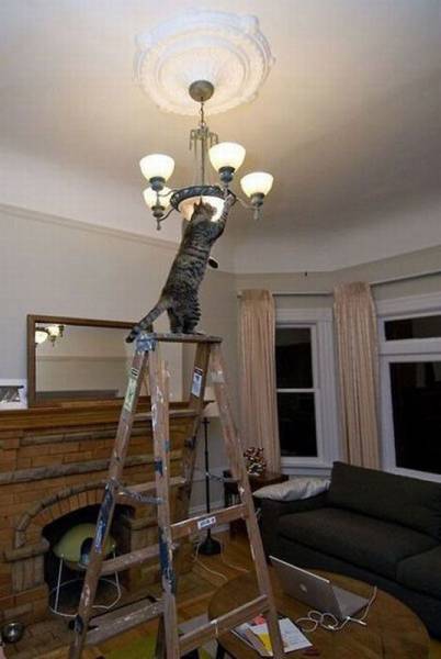 Content Image