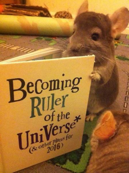 Morning Picdump