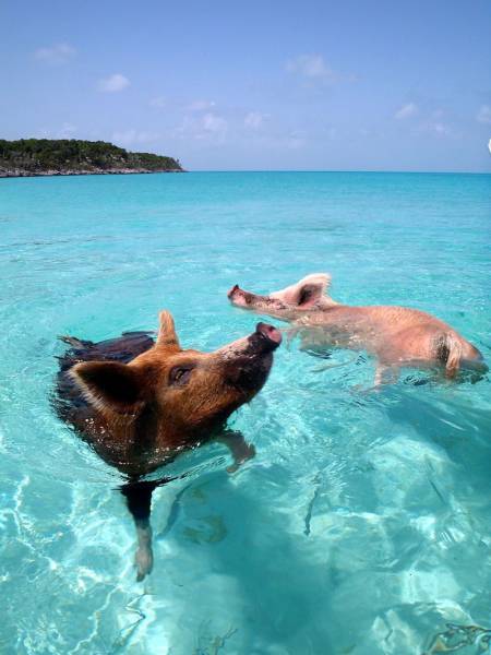 Daily Picdump