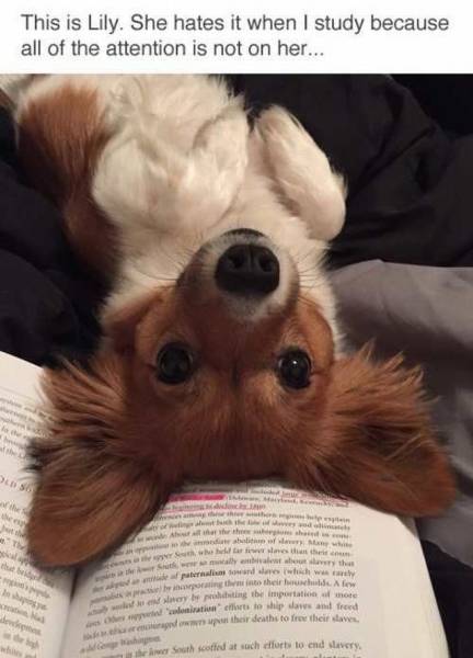 Daily Picdump